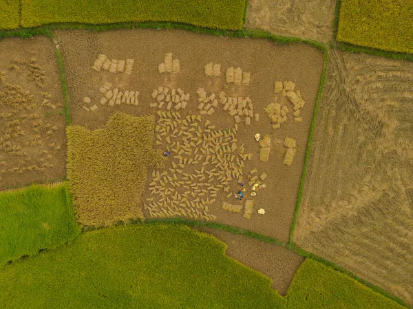 Luftaufnahme Eines Bauern Mit Frischen Reisterrassen Grünen Landwirtschaftlichen Feldern Der — Stockfoto