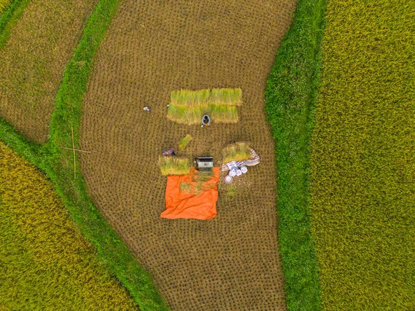 Letecký Pohled Farmáře Čerstvými Rýžovými Terasami Zelenými Zemědělskými Poli Venkově — Stock fotografie
