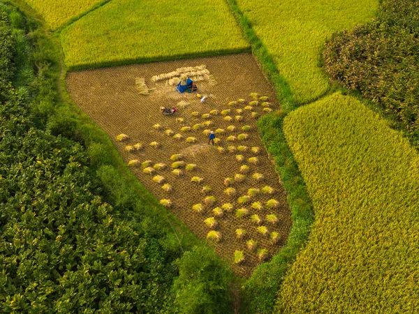 Letecký Pohled Farmáře Čerstvými Rýžovými Terasami Zelenými Zemědělskými Poli Venkově — Stock fotografie