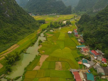 Taze çeltik pirinç terasları, Cao Bang 'in kırsal ya da kırsal kesimindeki yeşil tarım alanları, Asya' daki dağ tepeleri vadisi, Vietnam, Çin sınırı. Doğa manzarası arka planı.