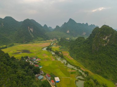 Taze çeltik pirinç terasları, Cao Bang 'in kırsal ya da kırsal kesimindeki yeşil tarım alanları, Asya' daki dağ tepeleri vadisi, Vietnam, Çin sınırı. Doğa manzarası arka planı.