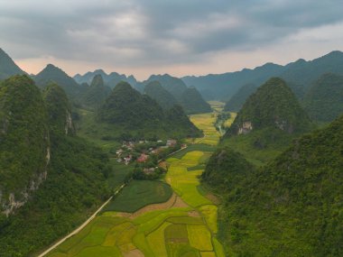 Taze çeltik pirinç terasları, Cao Bang 'in kırsal ya da kırsal kesimindeki yeşil tarım alanları, Asya' daki dağ tepeleri vadisi, Vietnam, Çin sınırı. Doğa manzarası arka planı.