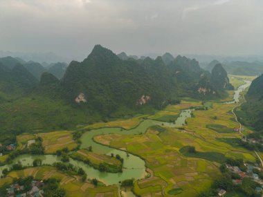 Taze çeltik pirinç terasları, Cao Bang 'in kırsal ya da kırsal kesimindeki yeşil tarım alanları, Asya' daki dağ tepeleri vadisi, Vietnam, Çin sınırı. Doğa manzarası arka planı.