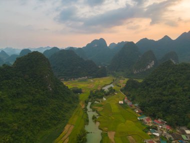 Taze çeltik pirinç terasları, Cao Bang 'in kırsal ya da kırsal kesimindeki yeşil tarım alanları, Asya' daki dağ tepeleri vadisi, Vietnam, Çin sınırı. Doğa manzarası arka planı.
