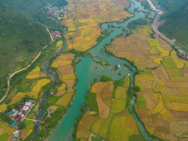 Taze çeltik pirinç terasları, Cao Bang 'in kırsal ya da kırsal kesimindeki yeşil tarım alanları, Asya' daki dağ tepeleri vadisi, Vietnam, Çin sınırı. Doğa manzarası arka planı.