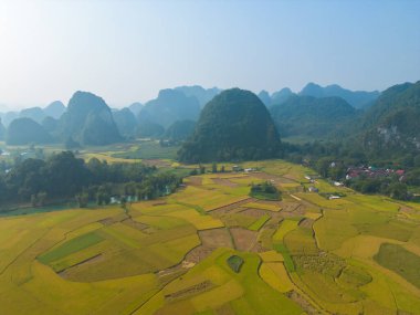 Taze çeltik pirinç terasları, Cao Bang 'in kırsal ya da kırsal kesimindeki yeşil tarım alanları, Asya' daki dağ tepeleri vadisi, Vietnam, Çin sınırı. Doğa manzarası arka planı.