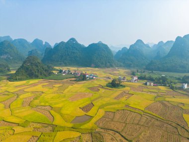Taze çeltik pirinç terasları, Cao Bang 'in kırsal ya da kırsal kesimindeki yeşil tarım alanları, Asya' daki dağ tepeleri vadisi, Vietnam, Çin sınırı. Doğa manzarası arka planı.
