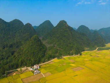 Taze çeltik pirinç terasları, Cao Bang 'in kırsal ya da kırsal kesimindeki yeşil tarım alanları, Asya' daki dağ tepeleri vadisi, Vietnam, Çin sınırı. Doğa manzarası arka planı.