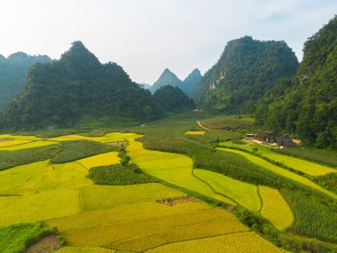 Taze çeltik pirinç terasları, Cao Bang 'in kırsal ya da kırsal kesimindeki yeşil tarım alanları, Asya' daki dağ tepeleri vadisi, Vietnam, Çin sınırı. Doğa manzarası arka planı.