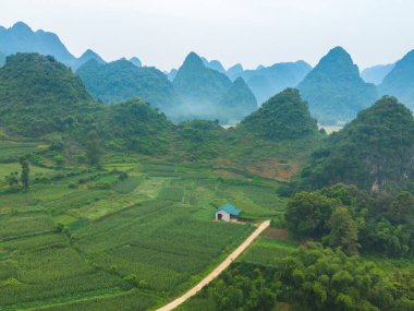 Taze çeltik pirinç terasları, Cao Bang 'in kırsal ya da kırsal kesimindeki yeşil tarım alanları, Asya' daki dağ tepeleri vadisi, Vietnam, Çin sınırı. Doğa manzarası arka planı.