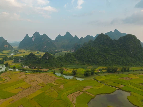 Taze Çeltik Pirinç Terasları Cao Bang Kırsal Kırsal Kesimindeki Yeşil — Stok fotoğraf