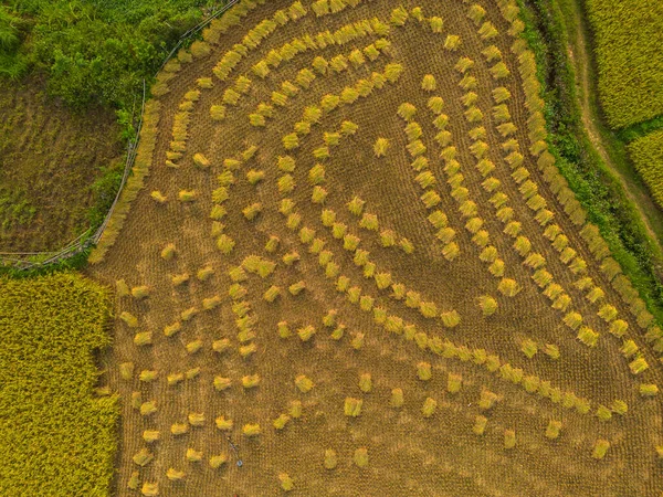新鮮な水田棚田の空中トップビュー 曹操バンの田舎や農村部の緑の農業分野 アジアの山の丘の谷 ベトナム 中国の国境 自然景観の背景 — ストック写真