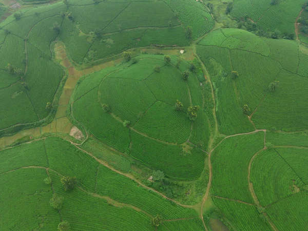 Yeşil Taze Çay Veya Çilek Çiftliğinin Havadan Görünüşü Asya Dağ — Stok fotoğraf