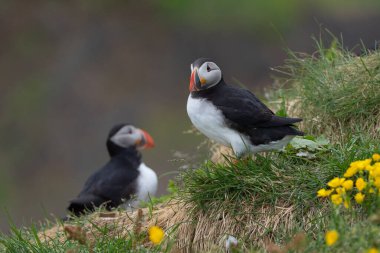 Yaz mevsiminde İzlanda 'daki martı kuşu ya da Fratercula' nın kapanış sahili arka planında. Hayvan..