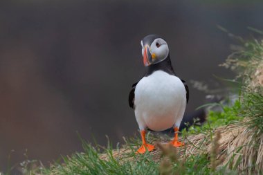 Yaz mevsiminde İzlanda 'daki martı kuşu ya da Fratercula' nın kapanış sahili arka planında. Hayvan..