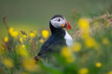 Close up of puffin bird or Fratercula in Iceland in summer season on cliff sea beach background. Animal. clipart