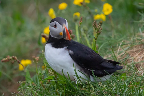 Close Pássaro Puffin Fratercula Islândia Temporada Verão Fundo Praia Mar — Fotografia de Stock
