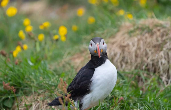 Close Puffin Bird Fratercula Iceland Summer Season Cliff Sea Beach — Stock fotografie
