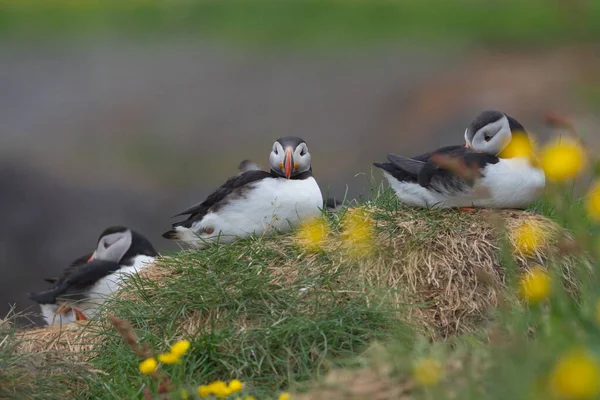 Zbliżenie Ptaka Lalek Lub Fratercula Islandii Sezonie Letnim Tle Klifu — Zdjęcie stockowe