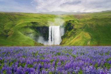 Yaz mevsiminde İzlanda 'da lupin çiçekli Skogafoss şelalesi. Ünlü doğa manzarası arka planı