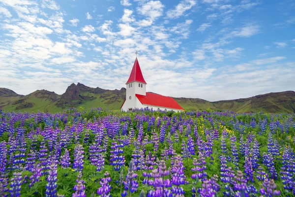 Eglise Reyniskirkja Avec Des Fleurs Lupin Dans Ville Vik Saison — Photo