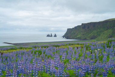 Yaz mevsiminde İzlanda 'da Vik kasabasında Lupine çiçek bitkileri.