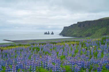 Lupine flower plants in Vik town in summer season in Iceland. clipart