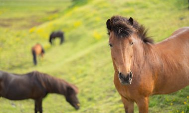 Yaz mevsiminde İzlanda 'da çiftlikteki atlar. Hayvan.