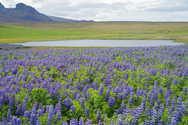 Люпин Цветочные Растения Городе Вик Летний Сезон Исландии — стоковое фото
