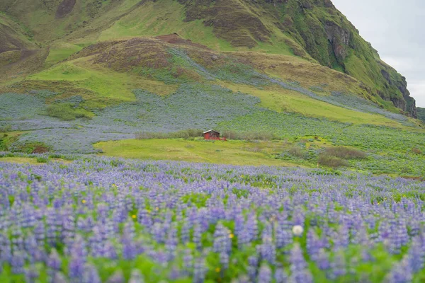 Lupine Květiny Rostlin Městě Vik Letní Sezóně Islandu — Stock fotografie