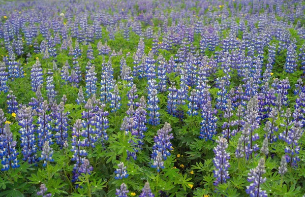 Lupine Plantas Flores Ciudad Vik Temporada Verano Islandia — Foto de Stock