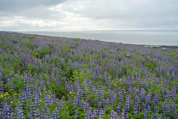 Plantes Lupin Dans Ville Vik Saison Estivale Islande — Photo