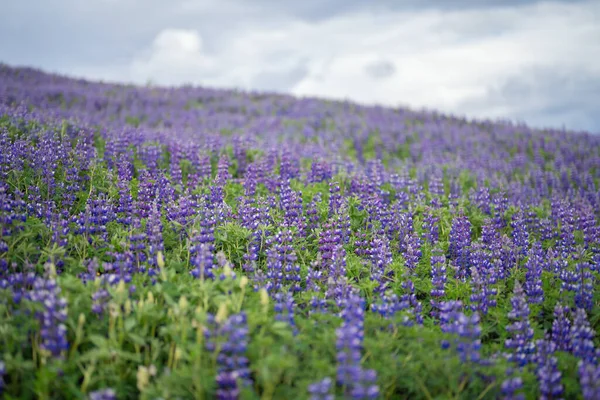 Lupine Plantas Flores Cidade Vik Temporada Verão Islândia — Fotografia de Stock
