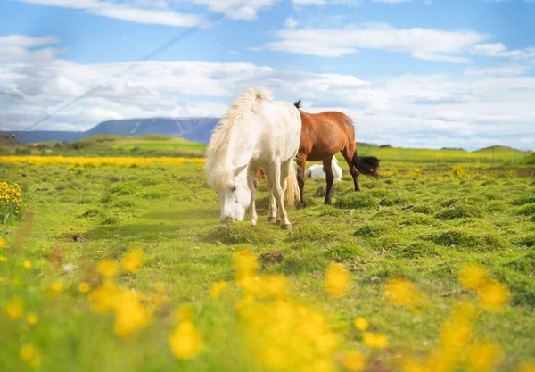 stock image Horses in farm in Iceland in summer season. Animal