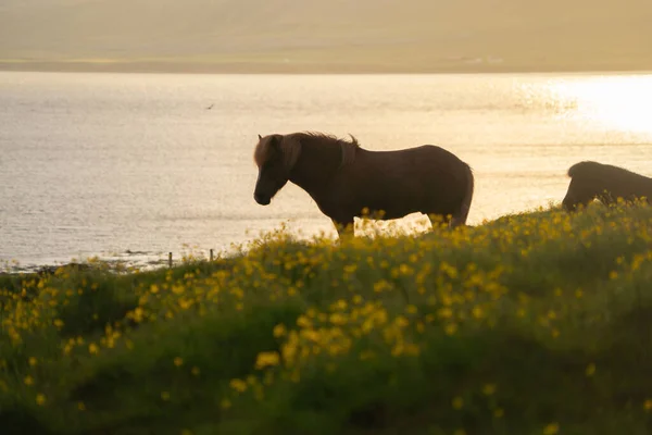 Лошади Ферме Исландии Летний Сезон Животное — стоковое фото