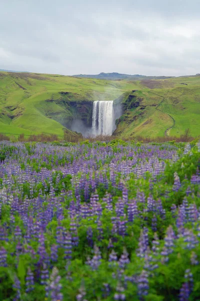 Cascada Skogafoss Temporada Verano Islandia Famosa Naturaleza Paisaje Fondo —  Fotos de Stock