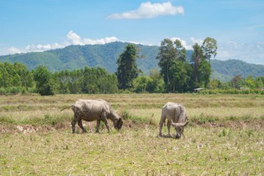 Tayland Bufalosu bir tarlada kuru ot yiyor. Ziraatte hayvanlar.