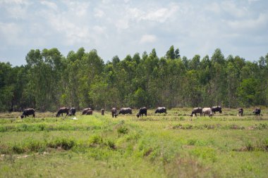 Tayland Bufalosu bir tarlada kuru ot yiyor. Ziraatte hayvanlar.