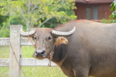Tayland Bufalosu bir tarlada kuru ot yiyor. Ziraatte hayvanlar.