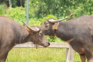 Tayland Bufalosu bir tarlada kuru ot yiyor. Ziraatte hayvanlar.