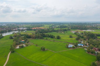 Taze çeltik pirincinin havadan görünüşü, Asya, Tayland kırsallarındaki yeşil tarım alanları. Doğa manzarası