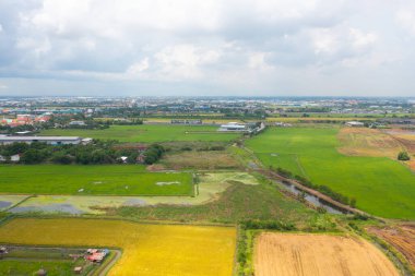 Taze çeltik pirincinin havadan görünüşü, Asya, Tayland kırsallarındaki yeşil tarım alanları. Doğa manzarası