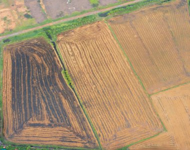 Taze çeltik pirincinin havadan görünüşü, Asya, Tayland kırsallarındaki yeşil tarım alanları. Doğa manzarası