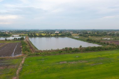 Taze çeltik pirincinin havadan görünüşü, Asya, Tayland kırsallarındaki yeşil tarım alanları. Doğa manzarası