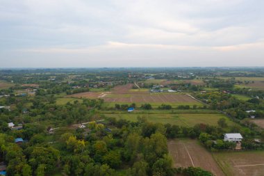 Taze çeltik pirincinin havadan görünüşü, Asya, Tayland kırsallarındaki yeşil tarım alanları. Doğa manzarası