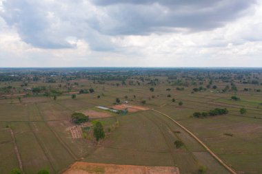 Taze çeltik pirincinin havadan görünüşü, Asya, Tayland kırsallarındaki yeşil tarım alanları. Doğa manzarası