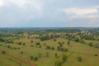 Taze çeltik pirincinin havadan görünüşü, Asya, Tayland kırsallarındaki yeşil tarım alanları. Doğa manzarası