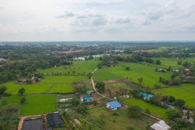 Taze çeltik pirincinin havadan görünüşü, Asya, Tayland kırsallarındaki yeşil tarım alanları. Doğa manzarası