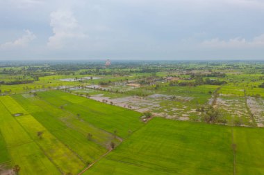 Taze çeltik pirincinin havadan görünüşü, Asya, Tayland kırsallarındaki yeşil tarım alanları. Doğa manzarası