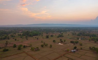 Taze çeltik pirincinin havadan görünüşü, Asya, Tayland kırsallarındaki yeşil tarım alanları. Doğa manzarası